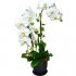 Graceful Whites Pure White Taiwan Orchids