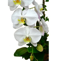 Graceful Whites Pure White Taiwan Orchids