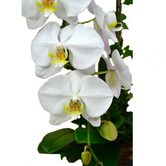 Graceful Whites Pure White Taiwan Orchids